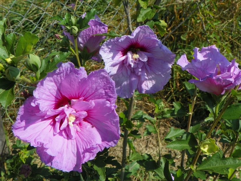 hibiscus syriacus Lavender Chiffon - Dobarland 2018 3