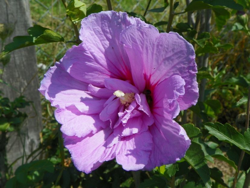 hibiscus syriacus Lavender Chiffon - Dobarland 2018 3