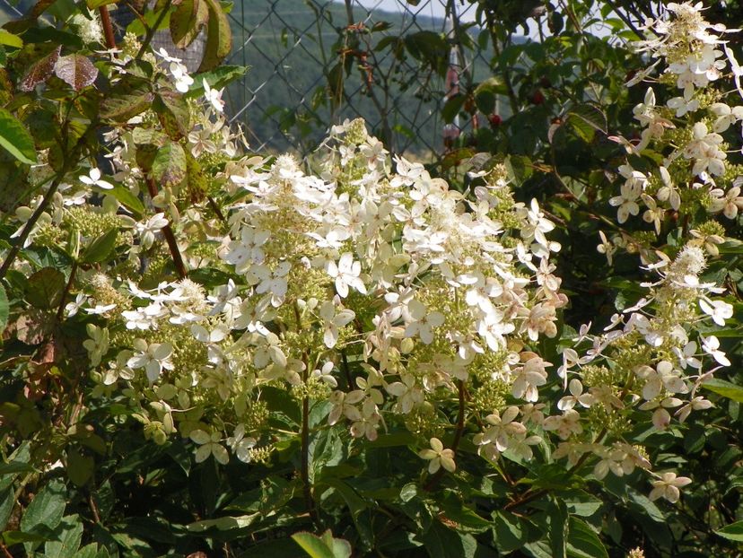 hydrangea paniculata Grandiflora - Dobarland 2018 3