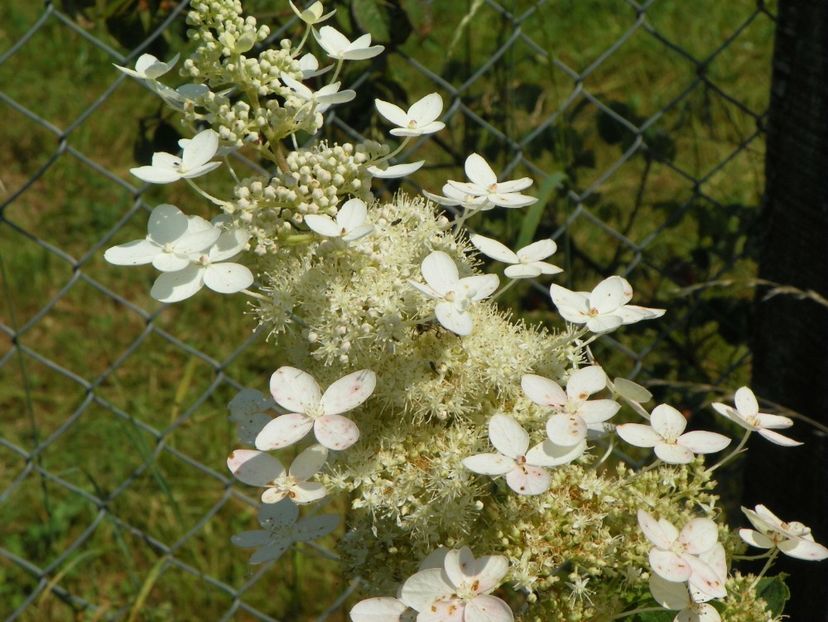 hydrangea paniculata Grandiflora - Dobarland 2018 3