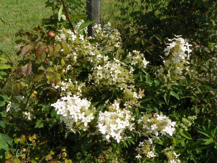 hydrangea paniculata Grandiflora - Dobarland 2018 3