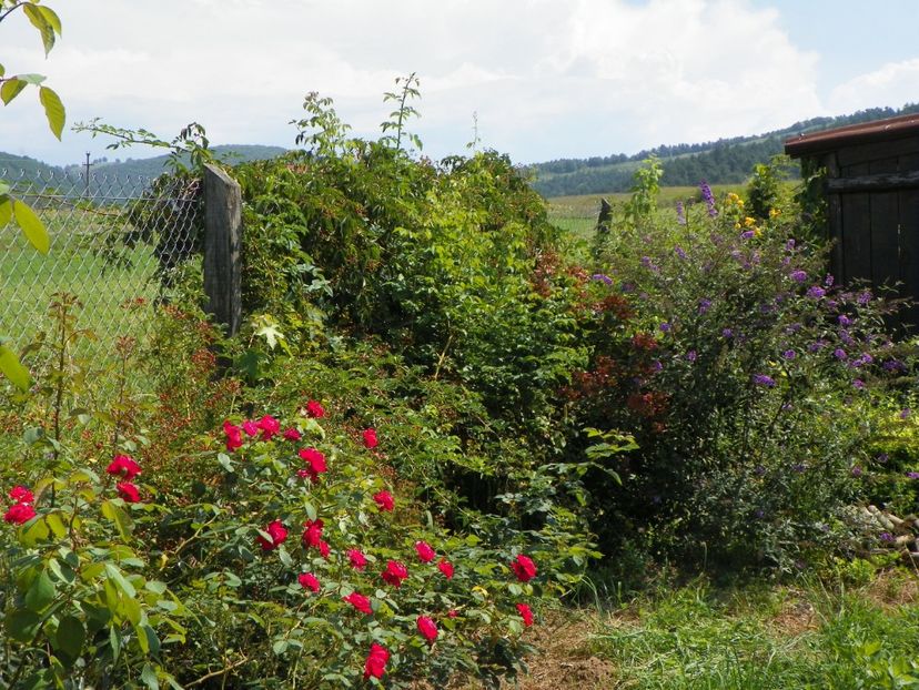 Blaze Superior - Dobarland 2018 3