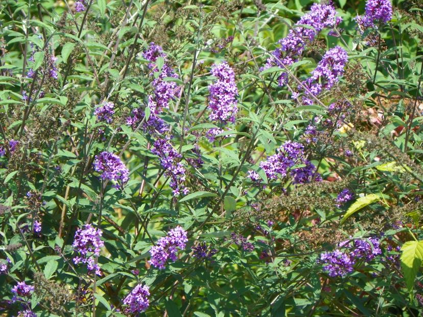 buddleja Empire Blue - Dobarland 2018 3