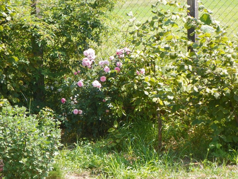 Pirouette - Dobarland 2018 3