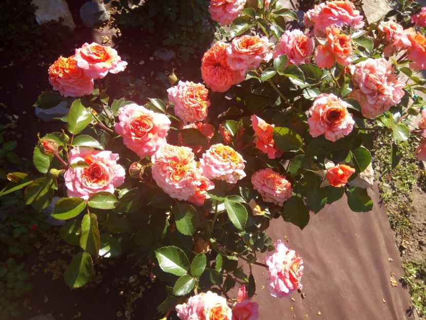  - Orangerie