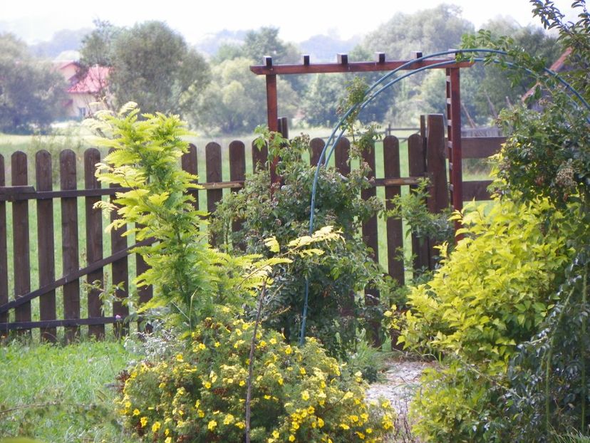 potentilla fruticosa Goldfinger - Dobarland 2018 3
