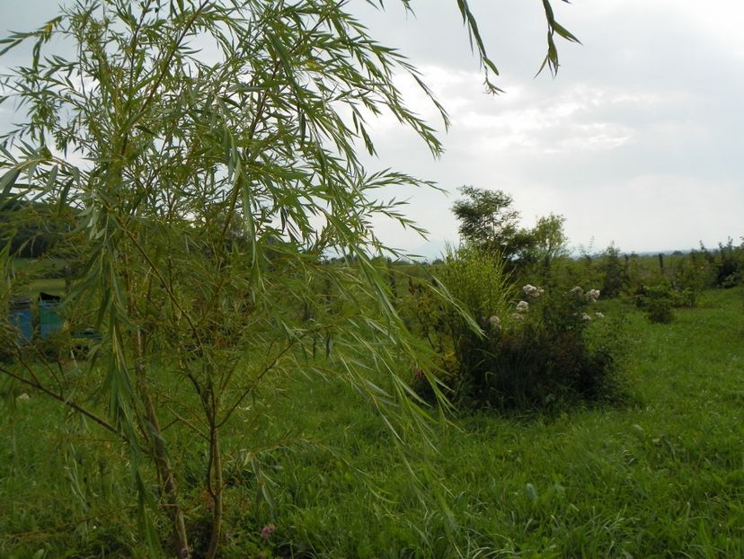 salix babylonica - Dobarland 2018 3