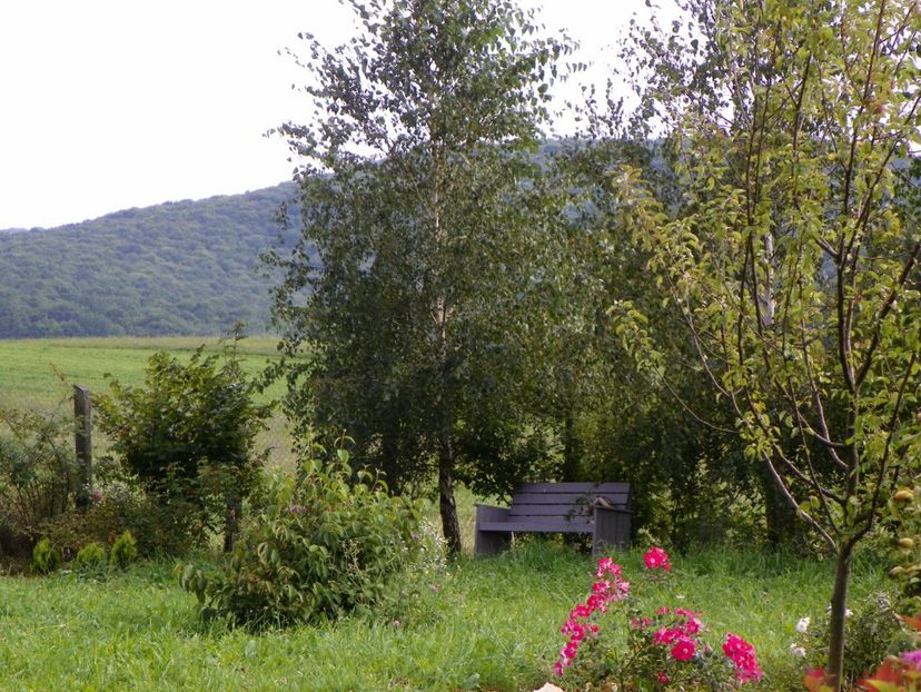 Candia Meillandecor - Dobarland 2018 3