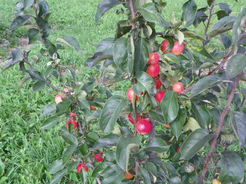 malus John Downie - Dobarland 2018 3