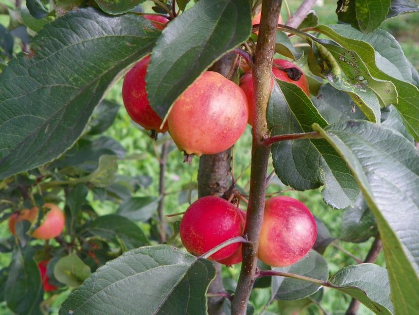 malus John Downie - Dobarland 2018 3