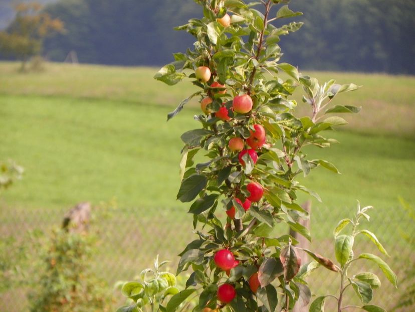 malus John Downie - Dobarland 2018 3