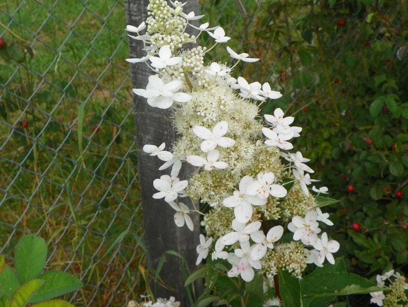 hydrangea paniculata Grandiflora - Dobarland 2018 3