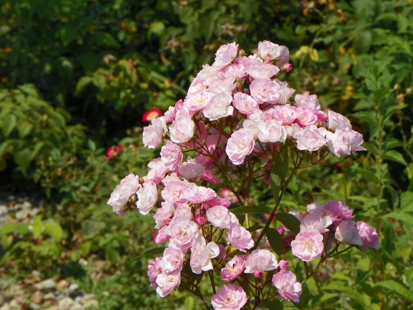Heavenly Pink - Trandafiri 2018 4