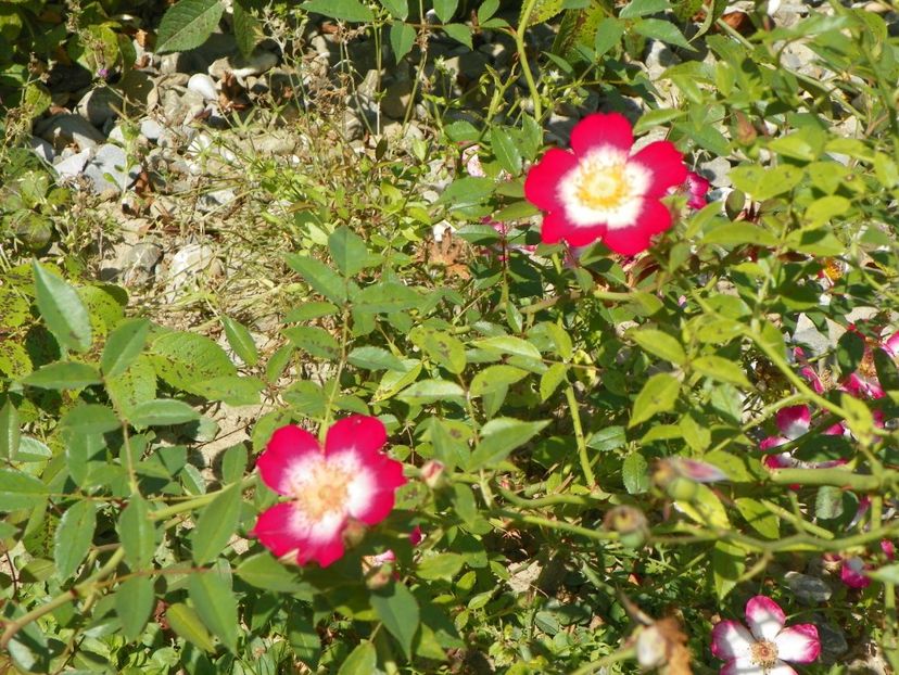 Star Profusion - Trandafiri 2018 4
