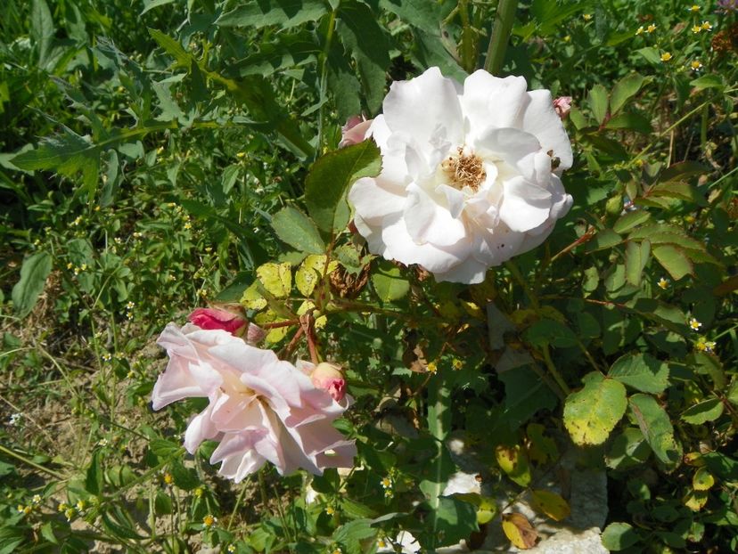 Morden Blush - Trandafiri 2018 4