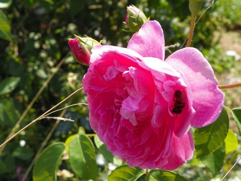 Harlow Carr - Trandafiri 2018 4