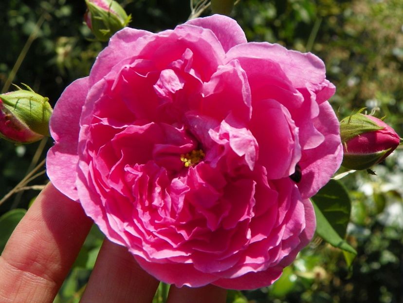 Harlow Carr - Trandafiri 2018 4