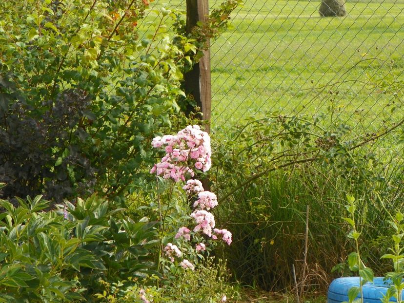 Heavenly Pink - Trandafiri 2018 4