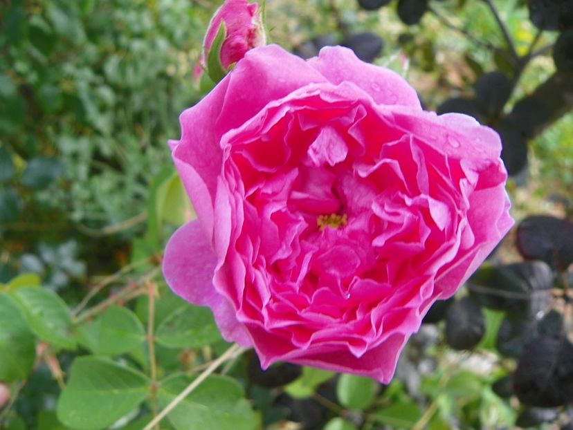 Harlow Carr - Trandafiri 2018 4