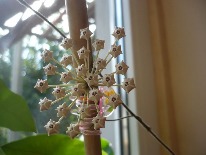 P1390626 - HOYA 2018-2