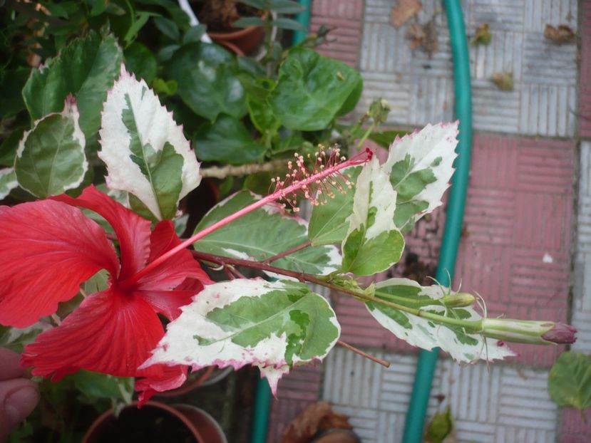 18.08.2018 - HIBISCUSI 2018-3