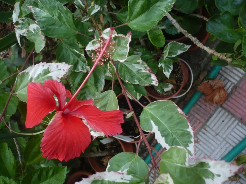 P1390608 - HIBISCUSI 2018-3