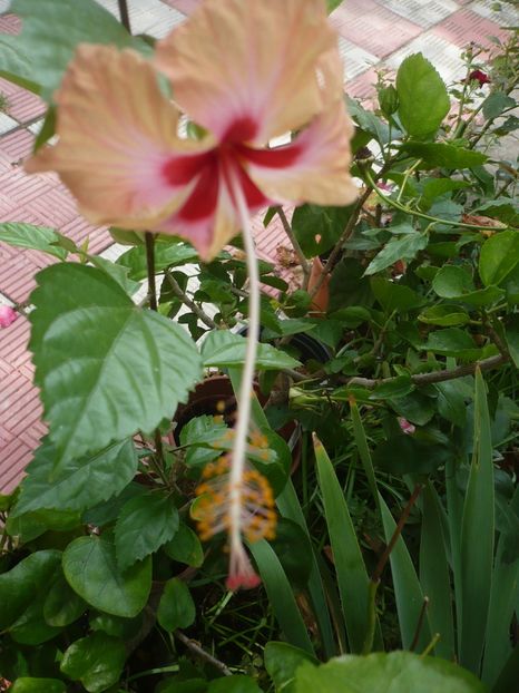 P1390610 - HIBISCUSI 2018-3