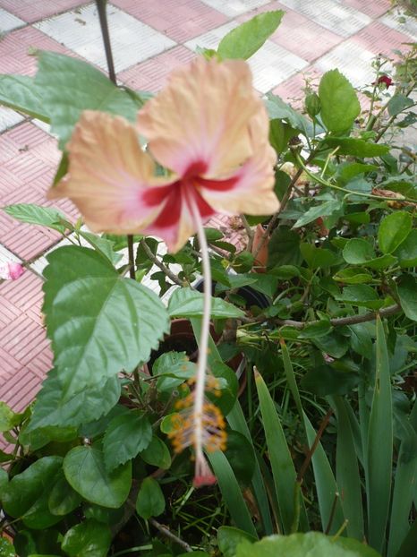 P1390611 - HIBISCUSI 2018-3