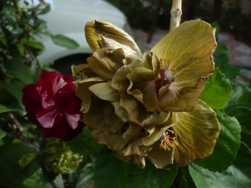 P1390612 - HIBISCUSI 2018-3