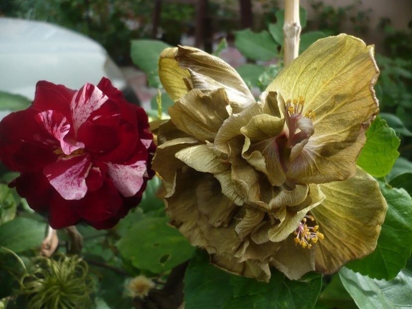 P1390613 - HIBISCUSI 2018-3