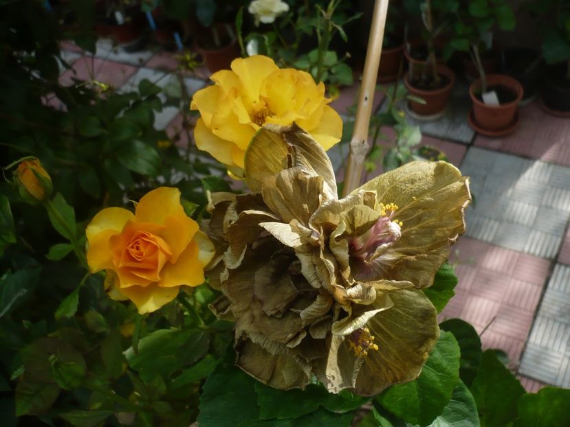 P1390614 - HIBISCUSI 2018-3