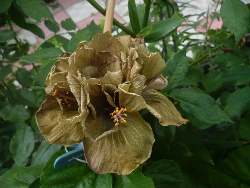 P1390618 - HIBISCUSI 2018-3