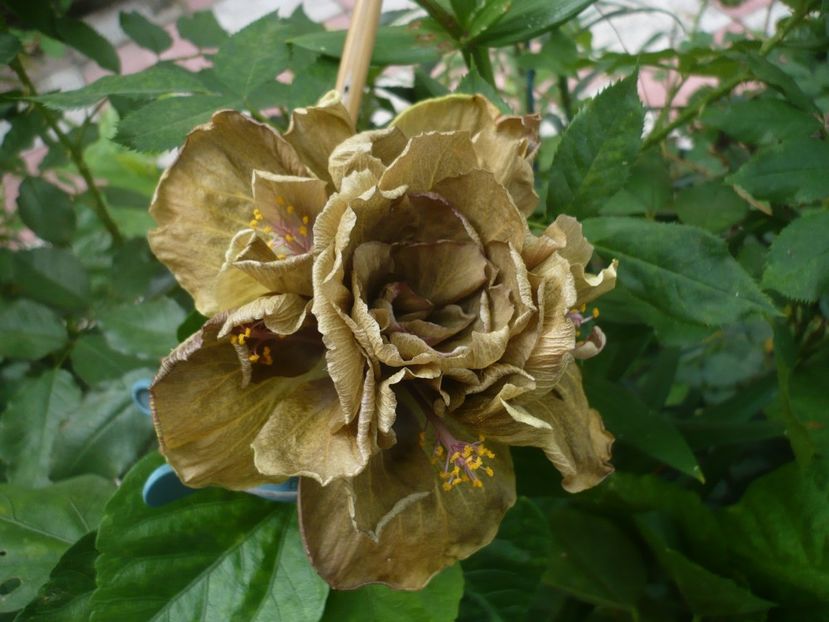 P1390619 - HIBISCUSI 2018-3