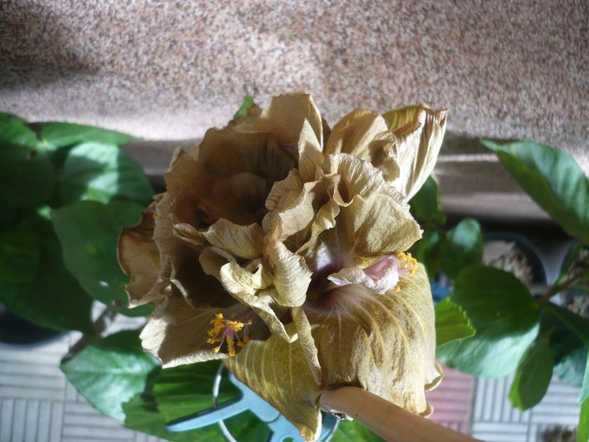 P1390620 - HIBISCUSI 2018-3