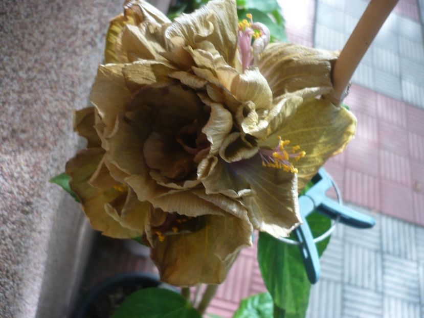 P1390621 - HIBISCUSI 2018-3