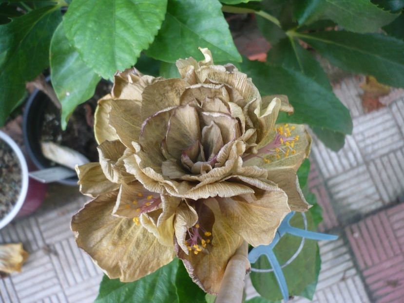 P1390630 - HIBISCUSI 2018-3