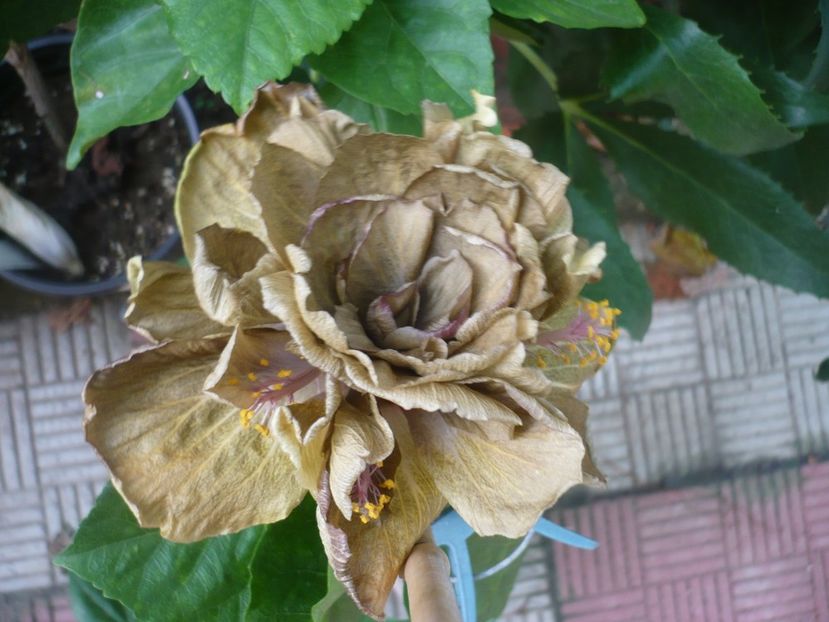 P1390633 - HIBISCUSI 2018-3