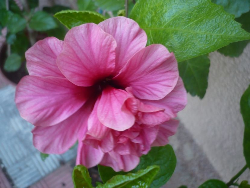 P1390634 - HIBISCUSI 2018-3