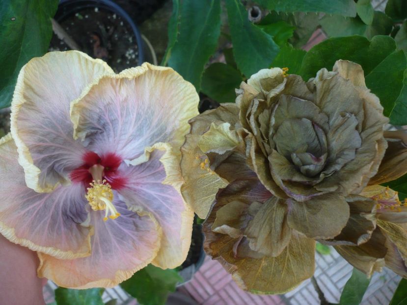 P1390638 - HIBISCUSI 2018-3