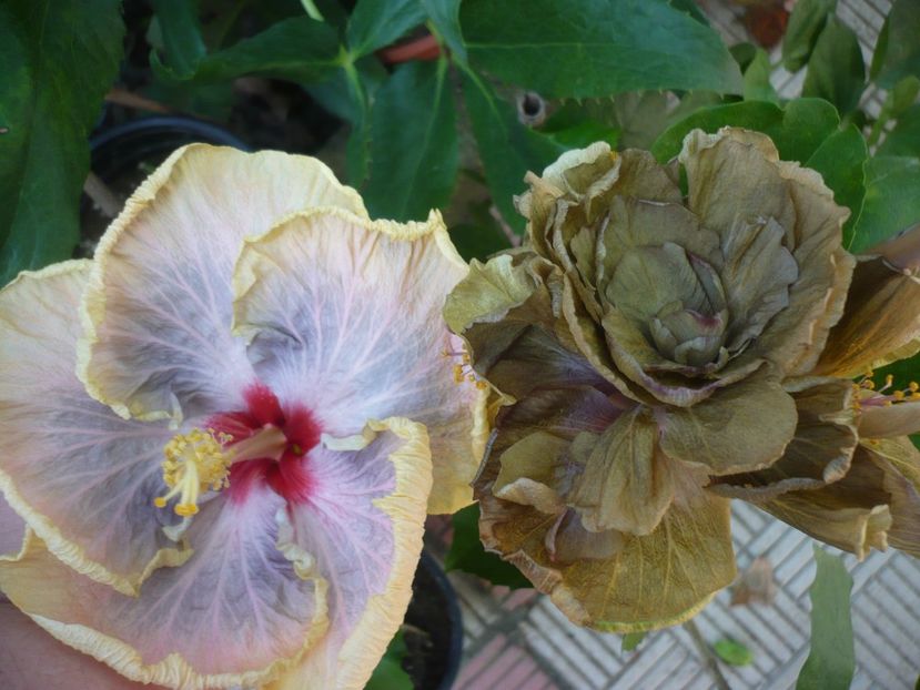 P1390640 - HIBISCUSI 2018-3