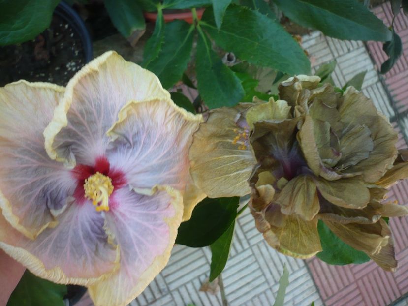 P1390641 - HIBISCUSI 2018-3