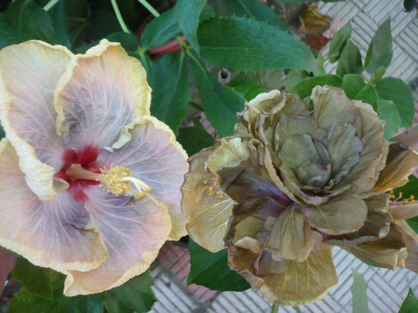 P1390642 - HIBISCUSI 2018-3