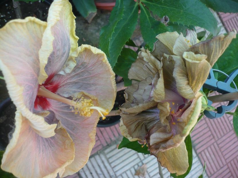 P1390643 - HIBISCUSI 2018-3