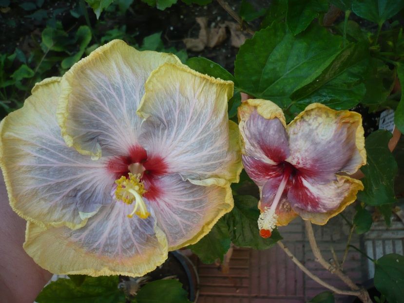 P1390644 - HIBISCUSI 2018-3