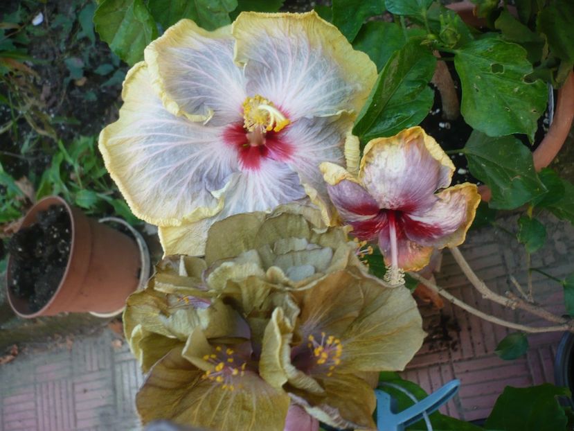 P1390646 - HIBISCUSI 2018-3