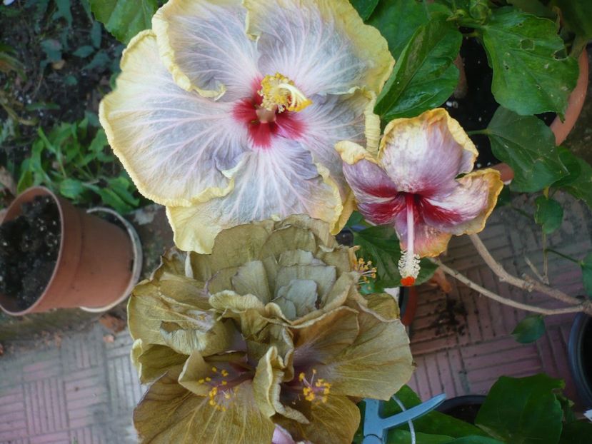 P1390647 - HIBISCUSI 2018-3