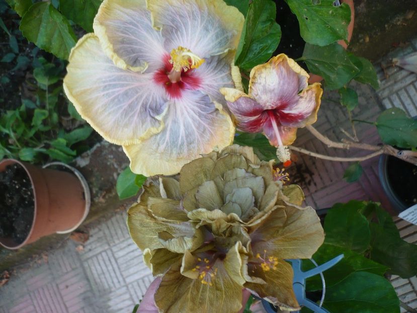 P1390649 - HIBISCUSI 2018-3