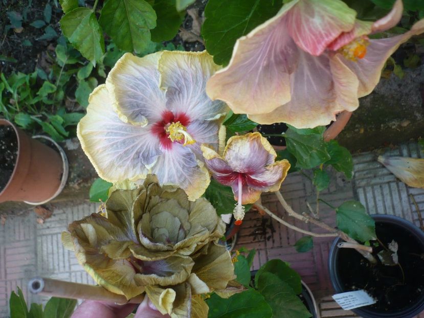 P1390652 - HIBISCUSI 2018-3