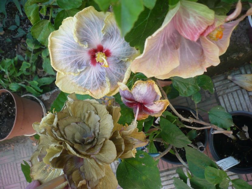 P1390653 - HIBISCUSI 2018-3