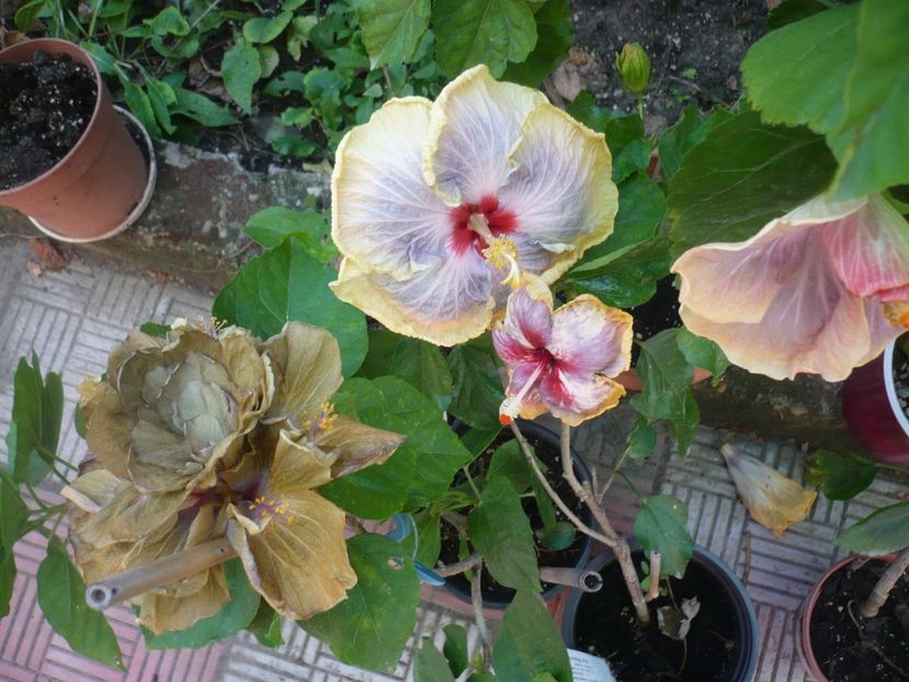 P1390654 - HIBISCUSI 2018-3